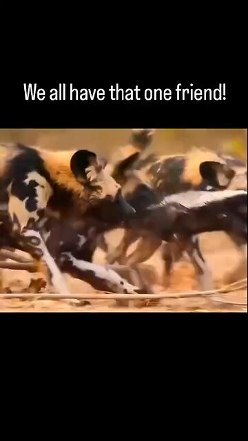 Love All Life Always #321 - The Honey Badger Should Die Daily But Does Not. Nature's Iron Beast!