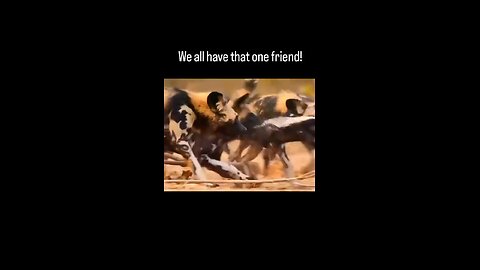 Love All Life Always #321 - The Honey Badger Should Die Daily But Does Not. Nature's Iron Beast!