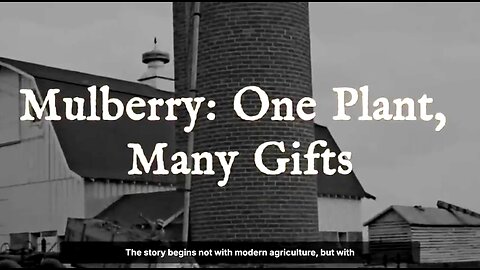 THE TREE THAT CORPORATIONS HATE - MULBERRY TREE 💖