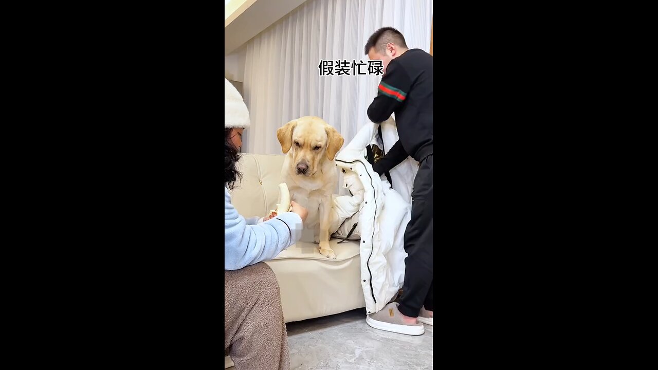 Dog's funny reaction