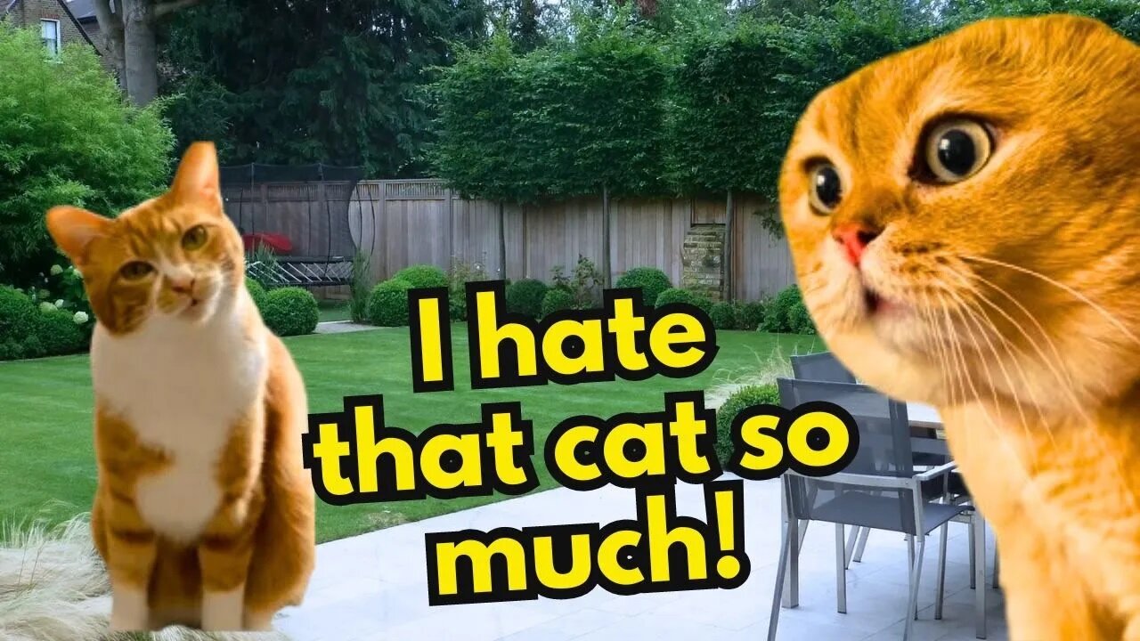 When a Cat Hates His Neighbour (Ep.41)