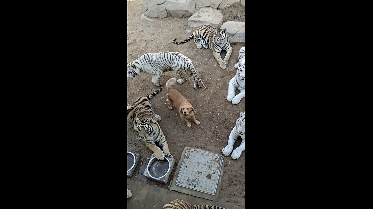 This cubs are strong enough to protect their Mom. #animals #predator