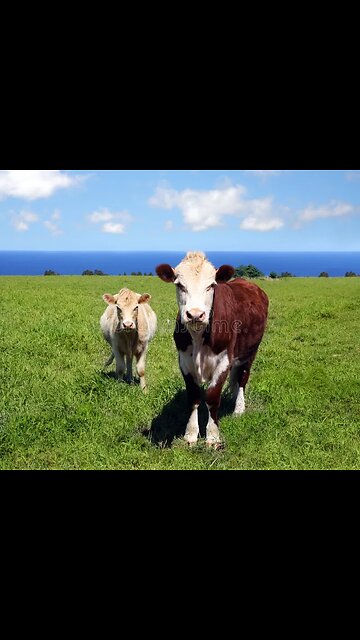 SWISS Node on the Network: No way Out!