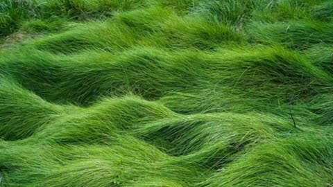 03.145.grass-quot-toshiro-quot-sign