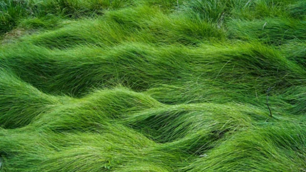 03.145.grass-quot-toshiro-quot-sign