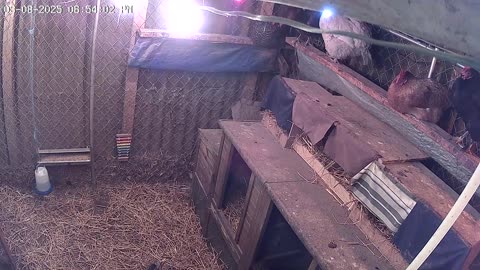 Saturday Night Chicken Cam2