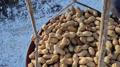 Heavy Blue Jay and Woodpecker air traffic