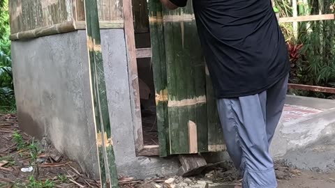 From Bamboo to Door 🌿 | Expat Builds the Filipino Way 🇵🇭 | Farm Life in the Philippines