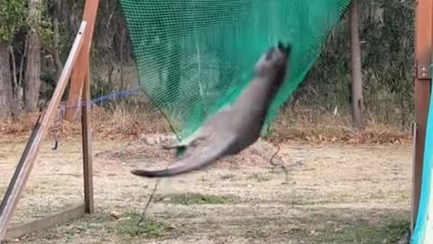 Funny kangaroo