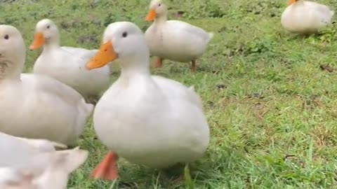 Tiny ducks waddling to their mummas arms