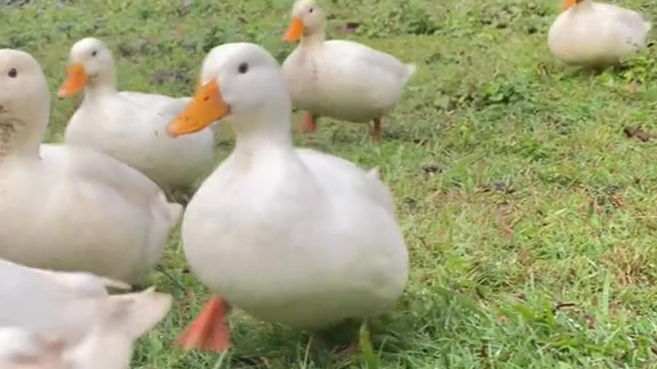 Tiny ducks waddling to their mummas arms