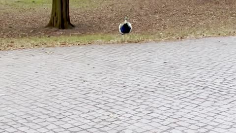 Feeding a Hungry Peacock