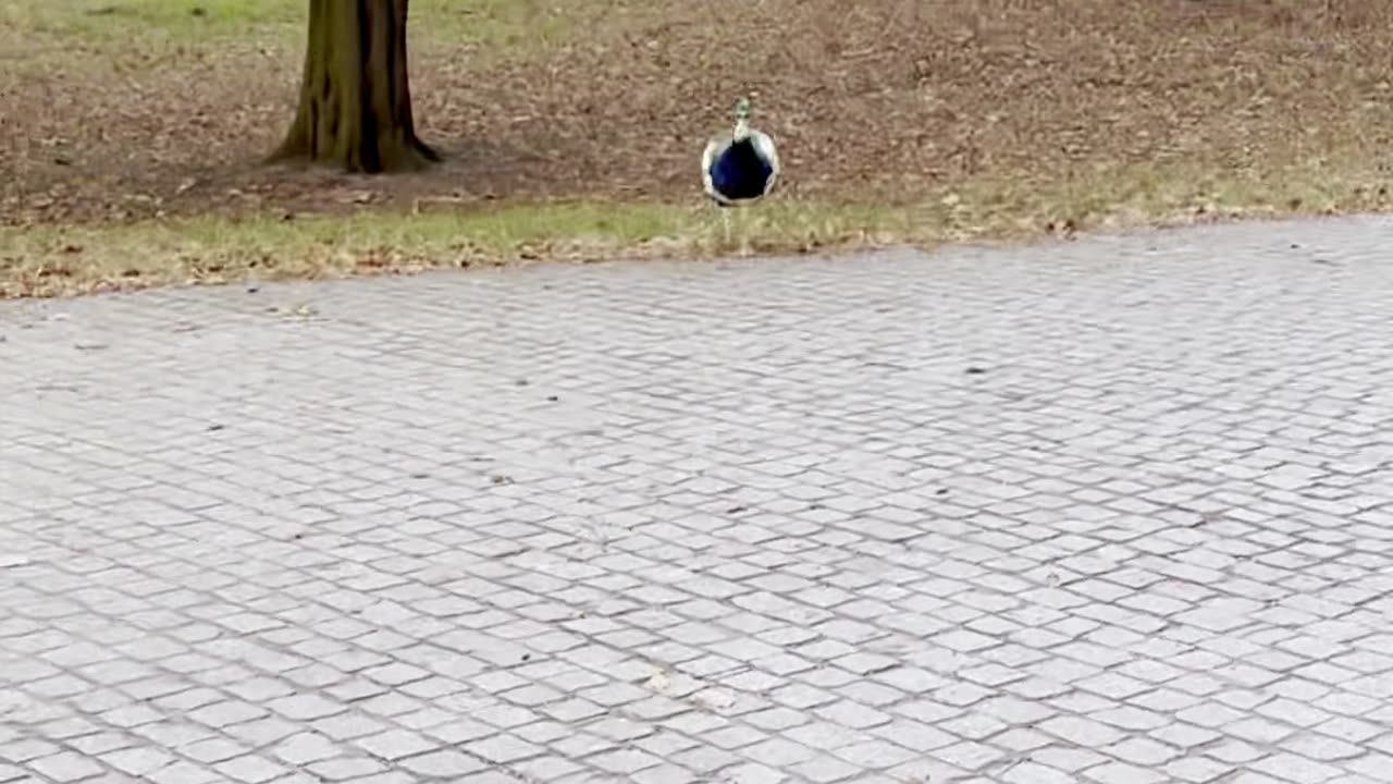 Feeding a Hungry Peacock