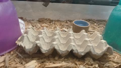 Cheyenne Mountain Zoo Part 38