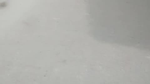 Real dog funny run