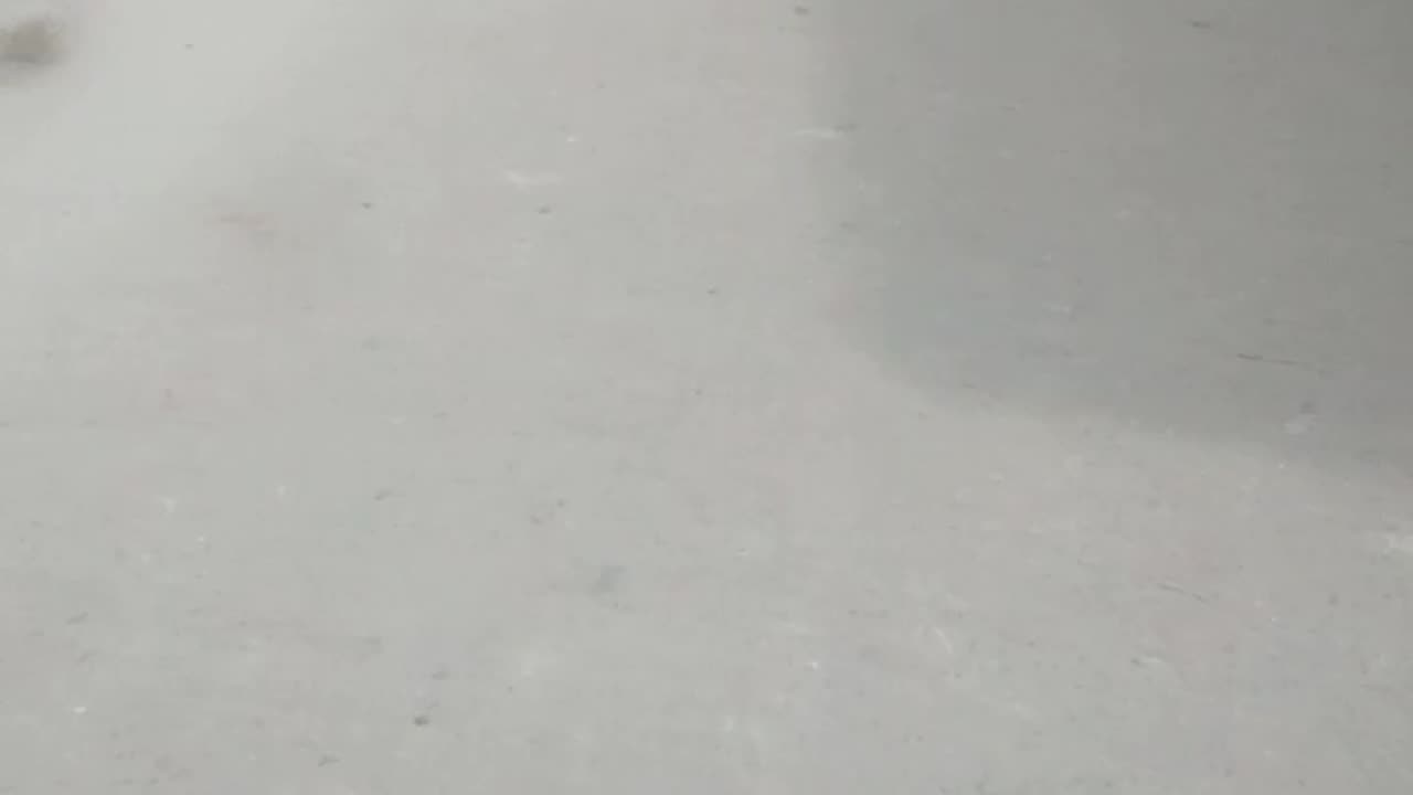 Real dog funny run