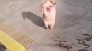 🤣🚽 Who Needs a Toilets When You Can Pee Like This? | FunFM