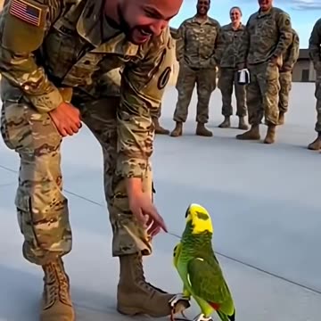 Snack First, Attack Later!” — Army Parrot’s epic discipline fail 😂🦜🪖 #papagoiecho #parrot #shrots