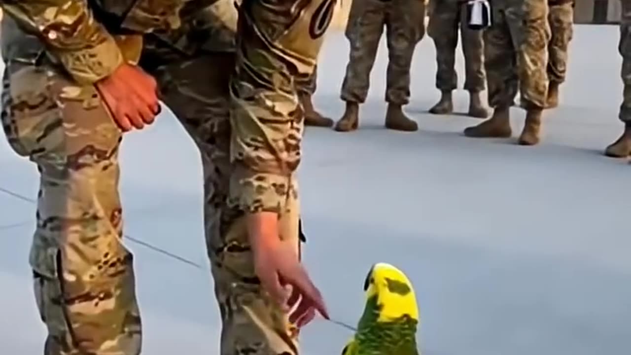 Snack First, Attack Later!” — Army Parrot’s epic discipline fail 😂🦜🪖 #papagoiecho #parrot #shrots