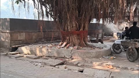 Discover this majestic 300-year-old Banyan Tree 🌴#BanyanTree #AncientTrees