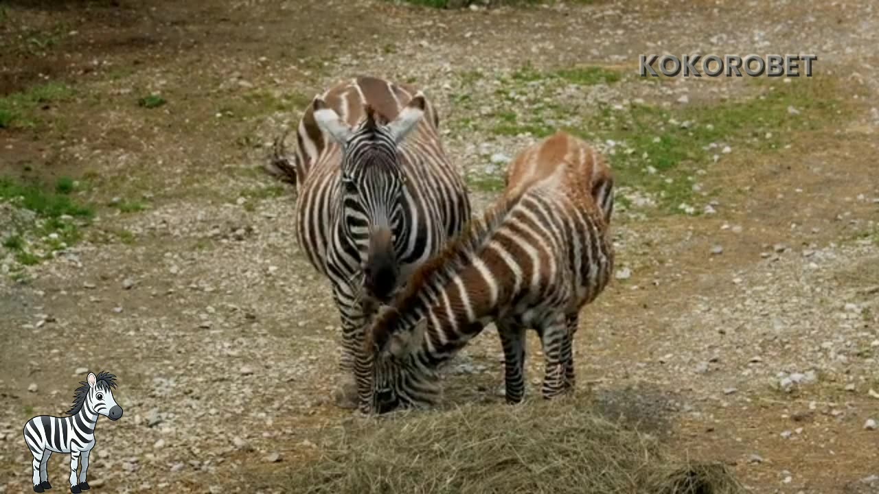 Interesting facts about zebras