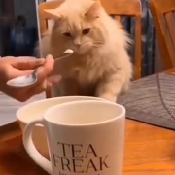 Cats and Dogs gone wild!