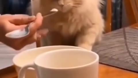 Cats and Dogs gone wild!