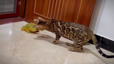 Cute Bullfrog Cat Make Friends