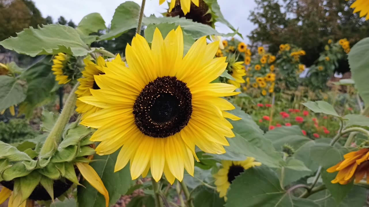 Sunflower