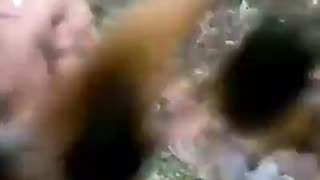 Someone trying to take bee nest down gets attacked by swarm