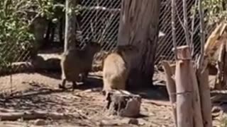 capybara