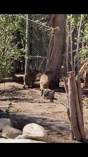 capybara
