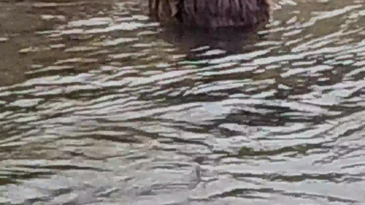 Finally Filmed a Beaver in the Wild!