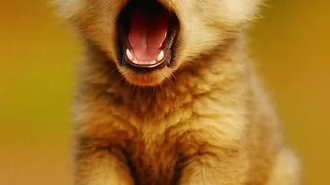 Smalls cute animals world
