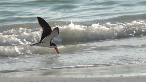 Black Skimmer Skimming