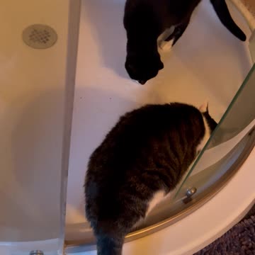 Zoey and peanut in the shower