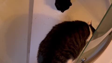 Zoey and peanut in the shower