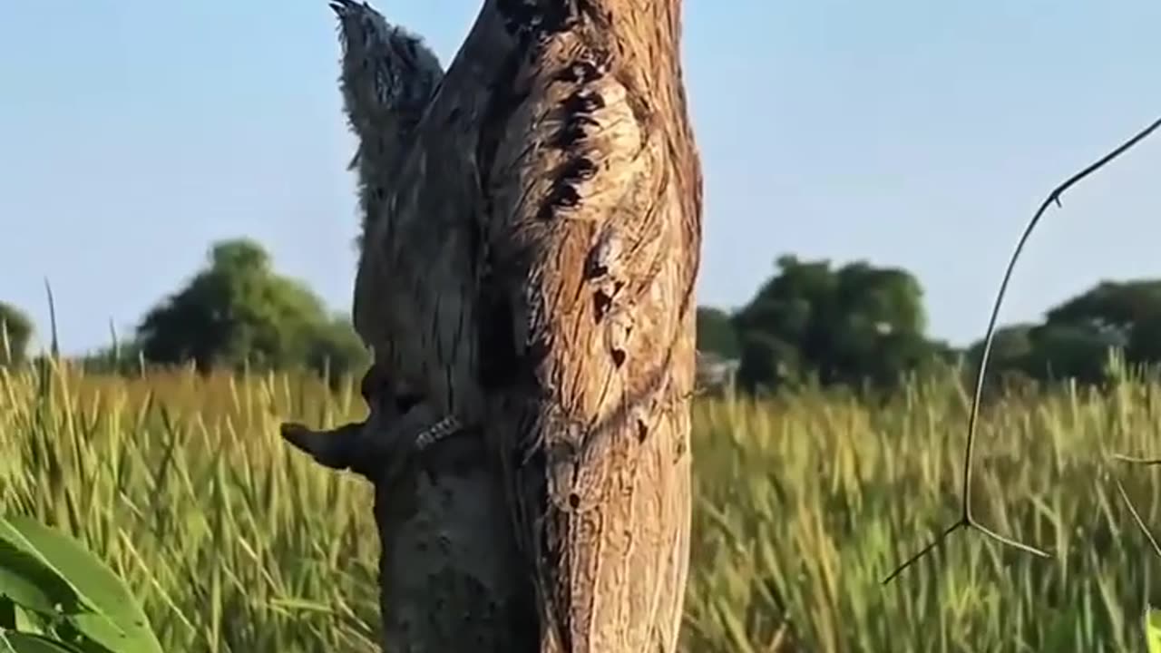 🤯✨ The Potoo Bird and Baby Camouflage Into a Dead Tree! | FeedMyCuriosity
