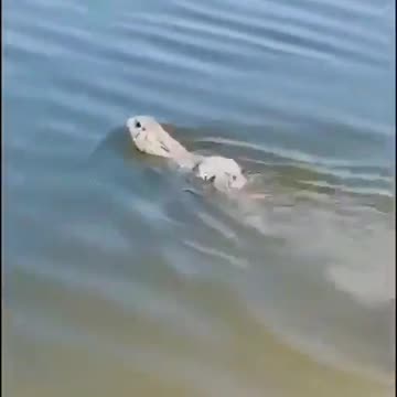 "Rabbits Can Swim? You Won’t Believe It!"