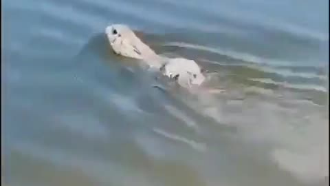 "Rabbits Can Swim? You Won’t Believe It!"