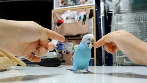 Parrot fun and dancing fanny moments video