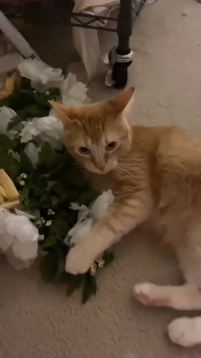 Little funny cat 🐱