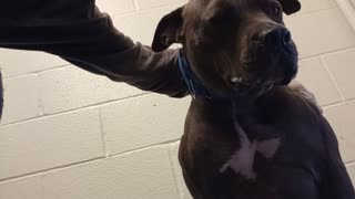 Jackson 5y A793841 kennel 225 harrys haven PACC shelter love❤️maybe he smells our doggies2025924196