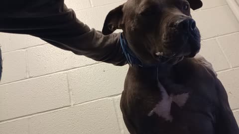 Jackson 5y A793841 kennel 225 harrys haven PACC shelter love❤️maybe he smells our doggies2025924196