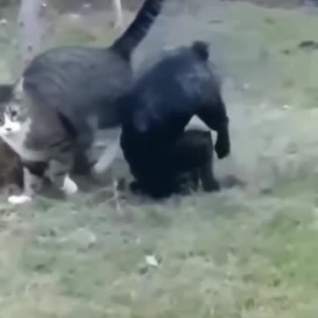 Tv - Entertainment, AMAZING 🔥 Top Videos You Have to See to Believe 💯 2026/2027