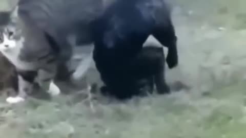 Tv - Entertainment, AMAZING 🔥 Top Videos You Have to See to Believe 💯 2026/2027