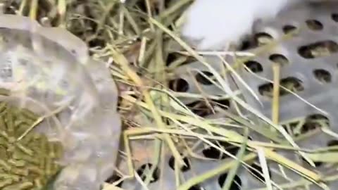 Rabbit wants to eat a cereal not pellets