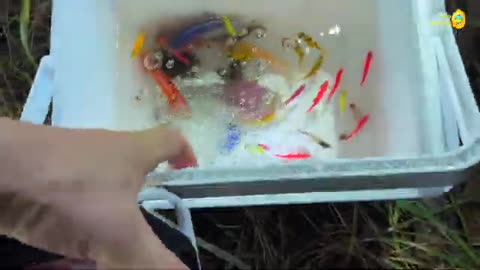 I Found Strange Decorative Catfish, Frog, Betta Fish, Guppies | Fishing, Koi Fish, Tetra Glofish