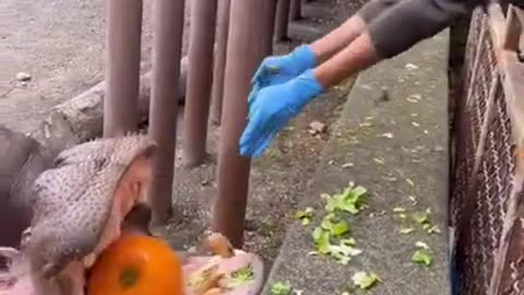 Hippo Eating A Giant Pumpkin in One Bite - Smashing It!