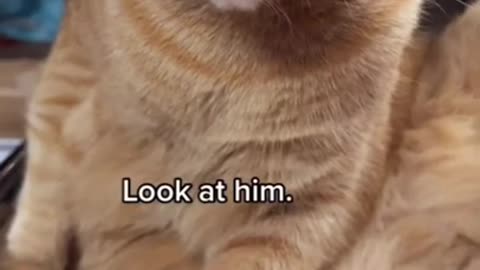Funny Cats, Funny Kittens, Funny Animals